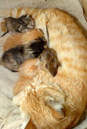 Mom, is it true that I was adopted?